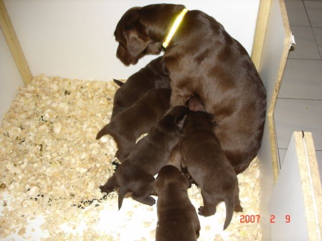 Mud's at 4 weeks.jpg